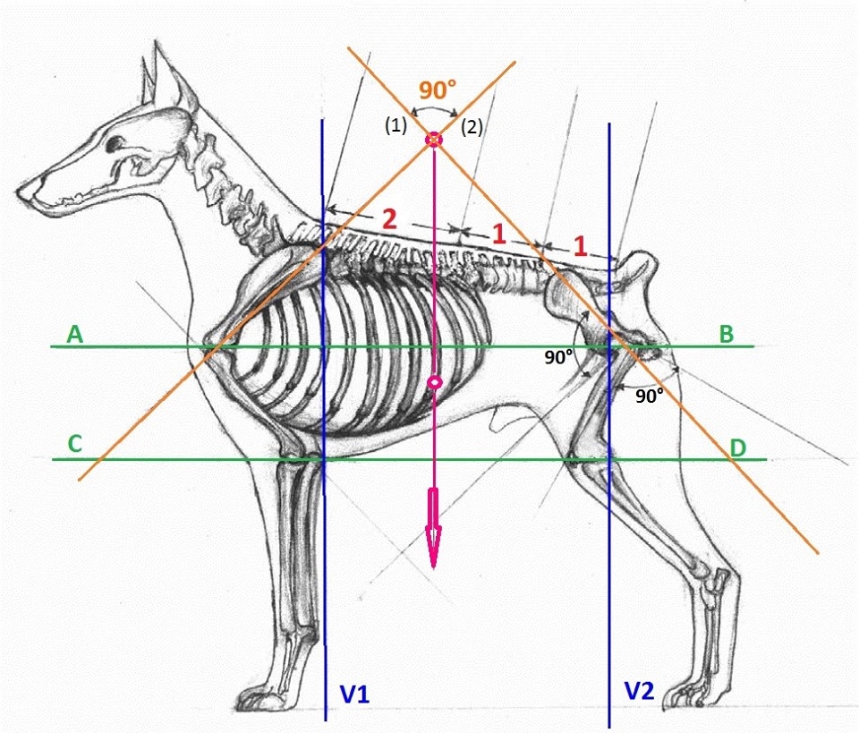 Dr Evgenij Yerusalimsky - BioMechanical Model of the Dog